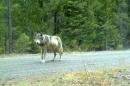 A wolf is seen walking on a gravel road in this undated Oregon Fish & Wildlife handout photo