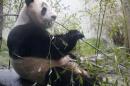 Tian Tian, a giant panda eats bamboo in the outdoor enclosure at Edinburgh Zoo ,Scotland