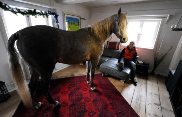 حصان عربي في ألمانيا يدعى نصار يصر على بيات الليل داخل المنزل بعدما عوده صاحبه على ذلك كل يوم