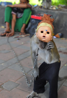 Pemprov DKI akan Beli Monyet Pertunjukan Jalanan