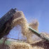 FILE - In this file photo taken Oct. 1, 2008, freshly-cut rice drops into the hopper of a combine as it is harvested near England, Ark. (AP Photo/Danny Johnston, File)