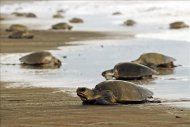 Una sola playa de las mencionadas por Araquistain puede albergar 5.000 tortugas en una sola noche, cada una poniendo 100 huevos en promedio.EFE/Archivo