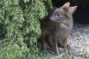 This photo provided by the Wildlife Conservation Society shows a newborn Southern pudu, native to Chile and Argentina, a member of the world's smallest deer species, that was born at the Queens Zoo last month in New York. The doe weighed 1 pound at birth. (AP Photo/Wildlife Conservation Society, Julie Larsen Maher)