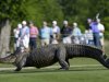 An alligator crosses the 14th fairway during the first round of the PGA Tour Zurich Classic golf tournament at TPC Louisiana in Avondale, La., on Thursday, April 25, 2013. (AP Photo/Gerald Herbert)