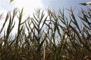 Corn plants struggle to survive in drought-stricken farm fields in Jasper