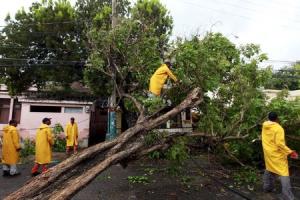 City workers cut a tree that fell when Tropical Storm &hellip;
