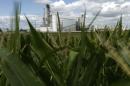 In this photo taken Saturday, July 20, 2013, an ethanol plant stands next to a cornfield near Nevada, Iowa. When President George W. Bush signed a law in 2007 requiring oil companies to add billions of gallons of ethanol to their gasoline each year, he predicted it would make the country "stronger, cleaner and more secure." But the ethanol era has proven far more damaging to the environment than politicians predicted and much worse than the government admits today. Government mandates to increase ethanol production have helped drive up corn prices leading to marginal land being farmed to produce the crop. (AP Photo/Charlie Riedel)