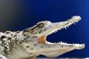 A young Cuban crocodile opens its jaws in a quarantined enclosure at the National Zoo in Havana, Cuba, Wednesday, May 27, 2015. Ten young female crocodiles were donated to Cuba by the Skansen Zoo in Stockholm where they were born and will be shortly returned to the Zapata swamp in central Cuba. Former Cuban leader Fidel Castro made a gift of a couple of crocodiles in the 1980's to Soviet cosmonaut Vladimir Shatalov who donated them to the Zoo in Moscow which in turn donated them to Skansen Zoo. (AP Photo/Desmond Boylan)