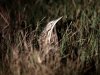In this Monday, Dec. 17, 2012 photo, an American bittern hides in the grass during an annual 24-hour Christmastime ritual to count birds along the Texas Gulf Coast in Mad Island, Texas. The data collected, with the help of more than 50 other volunteers spread out into six groups across the 7,000-acre Mad Island preserve, will be regionally and nationally analyzed, landing in a broad database that includes results from hundreds of other bird counts going on nationally during a two week period. What began 113 years ago as an Audobon Society protest to annual bird hunts that left piles of carcasses littered in different parts of the country now helps scientists understand how birds react to short-term weather events, such as drought and flooding, and seek clues on how they might behave as temperatures rise and climate changes. (AP Photo/David J. Phillip)