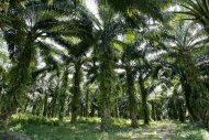 A palmeira é cultivada por seus frutos, de onde é extraído o óleo de palma