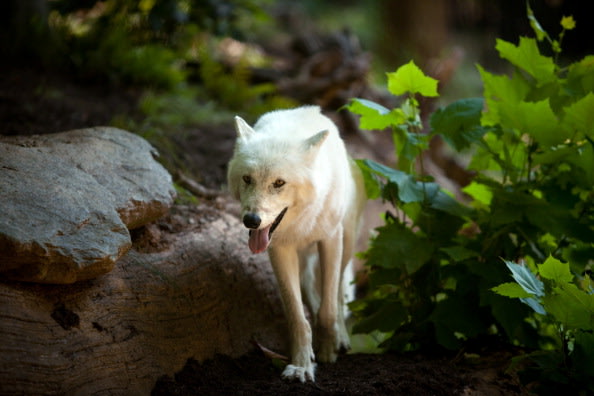 کریستال ماده گرگی از نزاد گرگ های خاکستری،  در پارک ملی SMITHSONIANواشنگتن دی سی.جندی شاپور البرز.