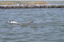 Oil Spill Aftermath: Why Baby Dolphins May Be Rare in Gulf Waters