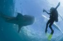 A scuba diver swims next to a whale shark as it is fed from a feeder boat off the beach of Tan-awan