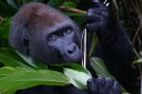 Gorillas to Be Protected with New Congo National Park