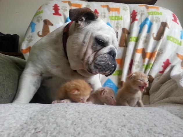 Bulldog Lovingly Mothers Brand New Kittens