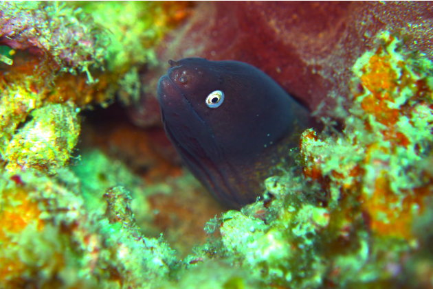 This bug-eyed dude is the White-eyed Moray Eel. This eel is commonly found in Malaysian waters.