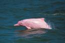 The Chinese white dolphin -- popularly known as the pink dolphin due to its pale pink colouring -- draws scores of tourists daily to the waters north of Hong Kong's Lantau island