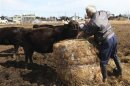 Naoto Matsumura feeds cows in Tomioka town, Fukushima prefecture