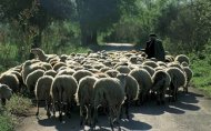 Κολιέ θα προστατεύει τα πρόβατα από τους λύκους