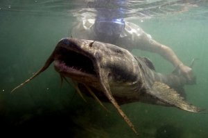 Meet the Man Who Stalks the World's Biggest Fish