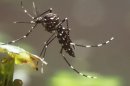 Prévenir les épidémies de dengue à Nouméa