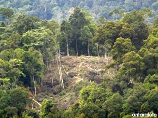 Indonesia Pengelola Hutan Terburuk