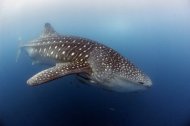 The "unique habit" of whale sharks that converge to feed from fishing nets in Indonesia has allowed them to be tagged with low-cost technology usually used on pets, conservationists said. (AFP Photo/Scott Tuason)