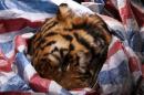 A dead Siberian tiger wrapped in a plastic bag lies in a car in Wenzhou, east China's Zhejiang province on January 8, 2014