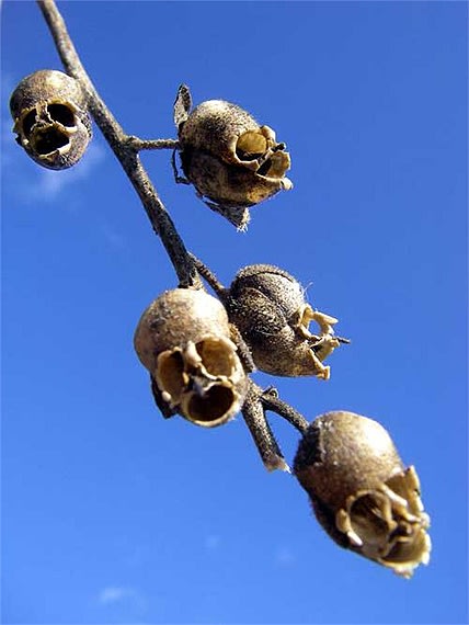 Rùng rợn loài hoa có hình hộp sọ người chết