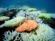 Fotografía cedida sin fechar del Instituto Australiano de Ciencias Marinas (AIMS), el pasado lunes 1 de octubre de 2012, que muestra coral blanquecino en la isla de North Keppel en la Gran Barrera de Coral en Queensland, Australia, atacada por una especie de estrella de mar "corona de espinas". EFE/Archivo