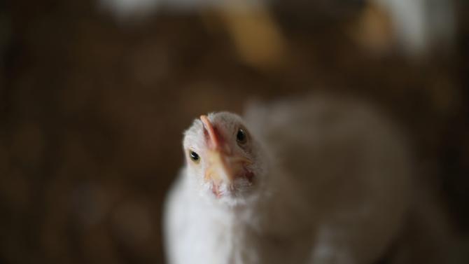 Ivory Coast said it is banning the import of poultry from avian flu-hit Burkina Faso to prevent the spread of the disease