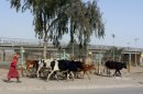 An Iraqi woman herds her cows towards public gardens to graze in Baghdad as farmers suffer from the lack of water
