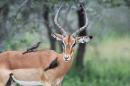 An impala stands in the Kruger National Park near Nelspruit, South Africa, February 6, 2013