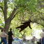 Sedated bear falling out of tree