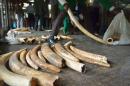 Staff members of the Kenya Wildlife Services do the inventory of illegal elephant ivory stockpiles in Nairobi on July 21, 2015