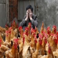 Συναγερμός για τον μεταλλαγμένο ιό της γρίπης των πτηνών - Είναι ανθεκτικός στα γνωστά φάρμακα