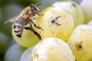Pesticidi, produttori propongono piano per aiutare le api