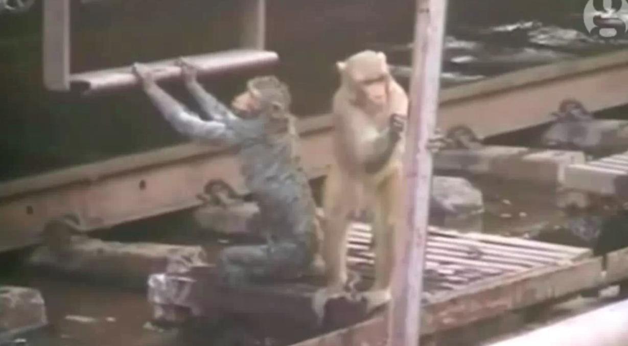 Hero monkey revives electrocuted friend