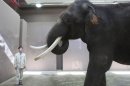 Koshik, a 22-year-old Asian elephant, puts his trunk in his mouth to modulate sound next to his chief trainer Kim Jong-gab at the Everland amusement park in Yongin, South Korea, Friday, Nov. 2, 2012. Koshik uses his trunk to pick up not only food but also human vocabulary. He can reproduce five Korean words by tucking his trunk inside his mouth to modulate sound. (AP Photo/Ahn Young-joon)