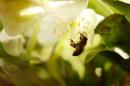 A bee collects pollen from a Christmas Rose blossoms on a sunny morning in Hanau