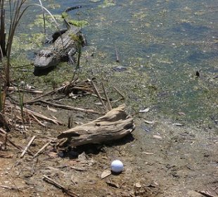 Gator bites golfer, reminds us golf is a dangerous and deadly sport C0501gator