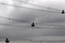 Men carry out work on electricity power lines near Tamworth