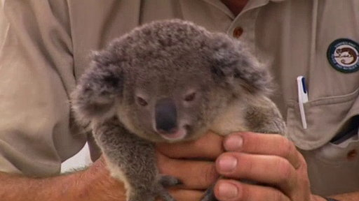 what I wouldn�t do to hold one of these Koala bear