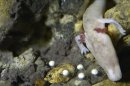 Una hembra de "proteus anguinus", la misteriosa salamandra conocida como "cría del dragón", ha comenzado a poner huevos ante los miles de turistas que visitan la gruta de Postojna, en Eslovenia, un fenómeno nunca registrado antes por los biólogos. EFEUna hembra de "proteus anguinus", la misteriosa salamandra conocida como "cría del dragón", ha comenzado a poner huevos ante los miles de turistas que visitan la gruta de Postojna, en Eslovenia, un fenómeno nunca registrado antes por los biólogos. EFE