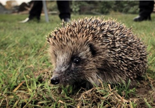 Spring's late arrival could affect wild creatures such as hedgehogs which hibernate, say conservationists