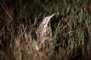 In this Monday, Dec. 17, 2012 photo, an American bittern hides in the grass during an annual 24-hour Christmastime ritual to count birds along the Texas Gulf Coast in Mad Island, Texas. The data collected, with the help of more than 50 other volunteers spread out into six groups across the 7,000-acre Mad Island preserve, will be regionally and nationally analyzed, landing in a broad database that includes results from hundreds of other bird counts going on nationally during a two week period. What began 113 years ago as an Audobon Society protest to annual bird hunts that left piles of carcasses littered in different parts of the country now helps scientists understand how birds react to short-term weather events, such as drought and flooding, and seek clues on how they might behave as temperatures rise and climate changes. (AP Photo/David J. Phillip)