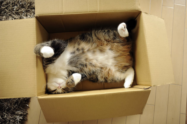 In this June 2011 photo provided by mugumogu, Scottish fold Maru rests in a cardboard box in Japan. After years of viral YouTube viewing and millions of shares, the cat stars of the Internet are coming into their own in lucrative and altruistic ways. Roly poly Maru, the megastar in Japan with millions of views for nearly 300 videos since 2007, has three books and a calendar, among other swag for sale. (AP Photo/mugumogu)