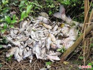 板新水廠疑排廢水 魚屍遍布