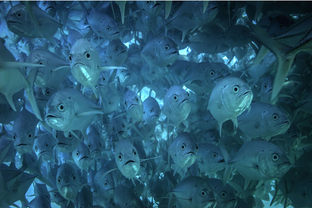 صور مذهلة لأسماك تعشق التصوير 1-CATERS-Diver-Takes-A-School-Photo-02-jpg_215004