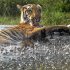 FILE - In this June 2, 2004 file photo, a Bengal tiger cools off in a small pond of water at Van Vihar National Park in Bhopal. Maharashtra, a western Indian state, on Tuesday, May 22, 2012 declared war on animal poaching by sanctioning its forest guards to shoot hunters on sight in an effort to curb rampant attacks against tigers, elephants and other wildlife. About half of the world's estimated 3,200 tigers are in dozens of Indian reserves set up since the 1970s. (AP Photo/Prakash Hatvalne, File)